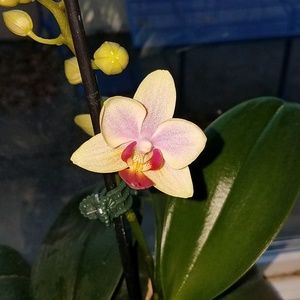 Meet your Posher, Jannet